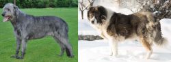 Irish Wolfhound vs Caucasian Shepherd - Breed Comparison
