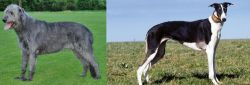 Irish Wolfhound vs Chart Polski - Breed Comparison