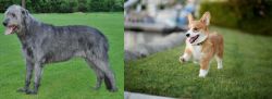 Irish Wolfhound vs Corgi - Breed Comparison