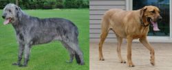 Irish Wolfhound vs Danish Broholmer - Breed Comparison
