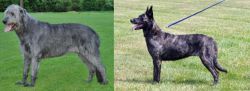 Irish Wolfhound vs Dutch Shepherd - Breed Comparison
