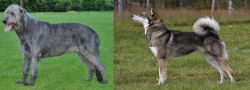 Irish Wolfhound vs East Siberian Laika - Breed Comparison