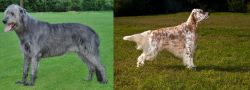 Irish Wolfhound vs English Setter - Breed Comparison