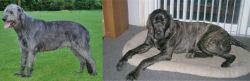 Irish Wolfhound vs Giant Maso Mastiff - Breed Comparison