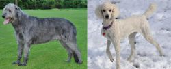 Irish Wolfhound vs Poodle - Breed Comparison