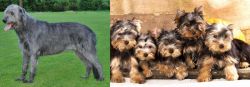 Irish Wolfhound vs Yorkshire Terrier - Breed Comparison