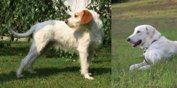 Istarski Ostrodlaki Gonic vs Akbash Dog - Breed Comparison