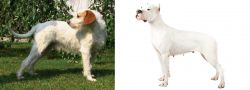 Istarski Ostrodlaki Gonic vs Argentine Dogo - Breed Comparison
