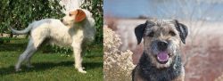 Istarski Ostrodlaki Gonic vs Border Terrier - Breed Comparison
