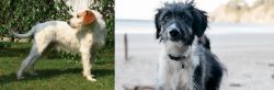 Istarski Ostrodlaki Gonic vs Bordoodle - Breed Comparison