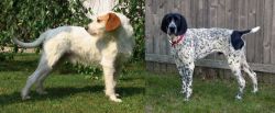 Istarski Ostrodlaki Gonic vs Braque d'Auvergne - Breed Comparison