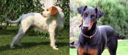Istarski Ostrodlaki Gonic vs Doberman Pinscher - Breed Comparison