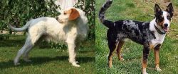 Istarski Ostrodlaki Gonic vs German Coolie - Breed Comparison