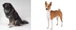 Istrian Sheepdog vs Basenji - Breed Comparison