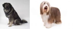 Istrian Sheepdog vs Bearded Collie - Breed Comparison