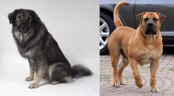 Istrian Sheepdog vs Boerboel - Breed Comparison