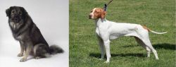 Istrian Sheepdog vs Braque Saint-Germain - Breed Comparison