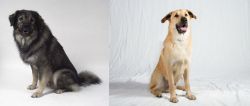 Istrian Sheepdog vs Chinook - Breed Comparison
