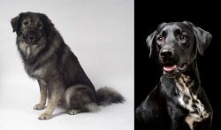 Istrian Sheepdog vs Dalmador - Breed Comparison