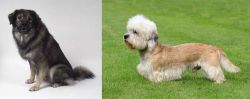 Istrian Sheepdog vs Dandie Dinmont Terrier - Breed Comparison