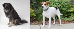 Istrian Sheepdog vs Danish Swedish Farmdog - Breed Comparison