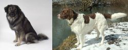 Istrian Sheepdog vs Drentse Patrijshond - Breed Comparison