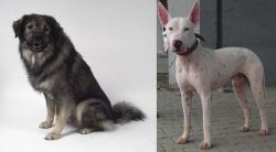 Istrian Sheepdog vs Gull Terr - Breed Comparison