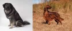 Istrian Sheepdog vs Irish Setter - Breed Comparison