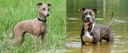 Italian Greyhound vs American Staffordshire Terrier - Breed Comparison