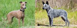 Italian Greyhound vs Australian Stumpy Tail Cattle Dog - Breed Comparison