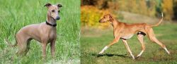 Italian Greyhound vs Azawakh - Breed Comparison