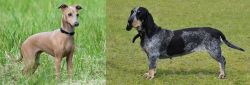 Italian Greyhound vs Basset Bleu de Gascogne - Breed Comparison