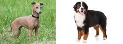 Italian Greyhound vs Bernese Mountain Dog - Breed Comparison