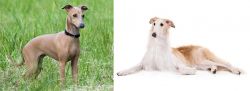 Italian Greyhound vs Borzoi - Breed Comparison