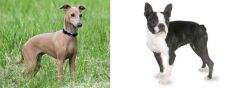 Italian Greyhound vs Boston Terrier - Breed Comparison