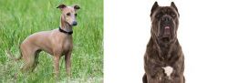 Italian Greyhound vs Cane Corso - Breed Comparison