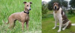 Italian Greyhound vs Cao de Gado Transmontano - Breed Comparison