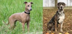 Italian Greyhound vs Catahoula Leopard - Breed Comparison