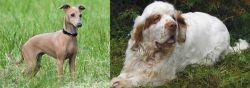 Italian Greyhound vs Clumber Spaniel - Breed Comparison
