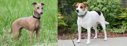 Italian Greyhound vs Danish Swedish Farmdog - Breed Comparison