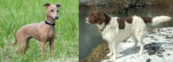 Italian Greyhound vs Drentse Patrijshond - Breed Comparison