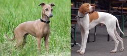 Italian Greyhound vs English Pointer - Breed Comparison