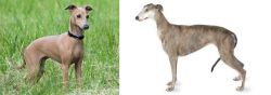 Italian Greyhound vs Greyhound - Breed Comparison