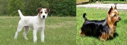 Jack Russell Terrier vs Australian Silky Terrier - Breed Comparison