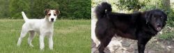 Jack Russell Terrier vs Bakharwal Dog - Breed Comparison