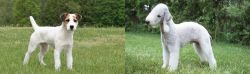 Jack Russell Terrier vs Bedlington Terrier - Breed Comparison