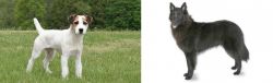 Jack Russell Terrier vs Belgian Shepherd - Breed Comparison