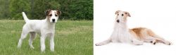 Jack Russell Terrier vs Borzoi - Breed Comparison