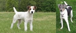 Jack Russell Terrier vs Brazilian Terrier - Breed Comparison