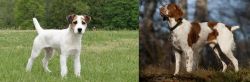 Jack Russell Terrier vs Brittany - Breed Comparison